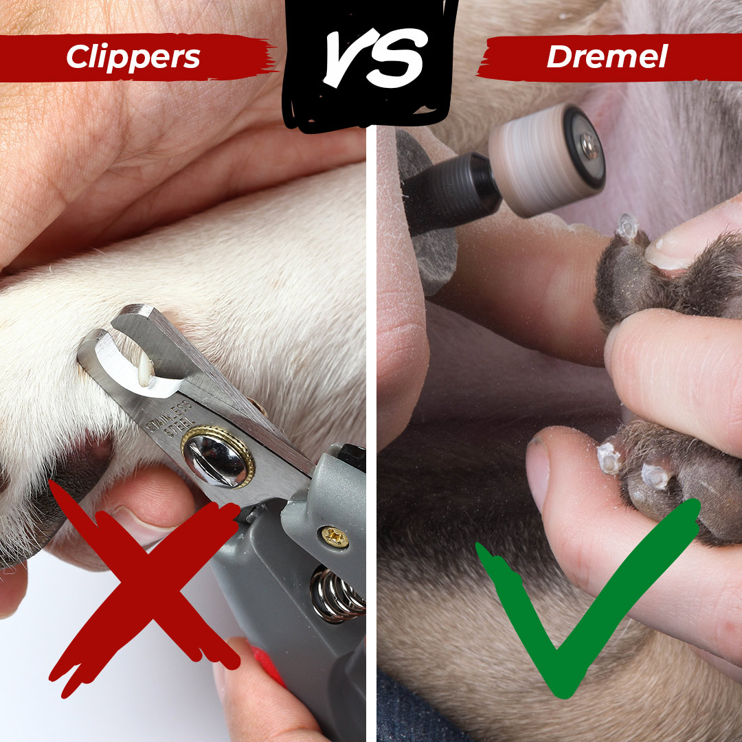 Can I Use a Regular Dremel for Dog Nails