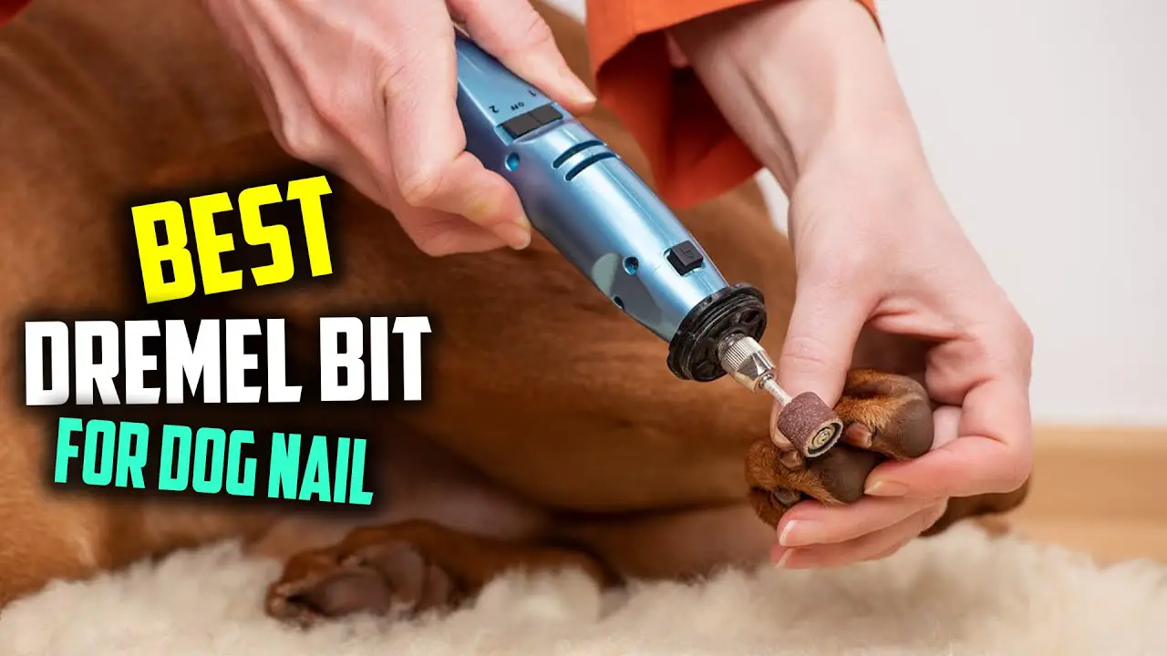 What Dremel Bit for Dog Nails