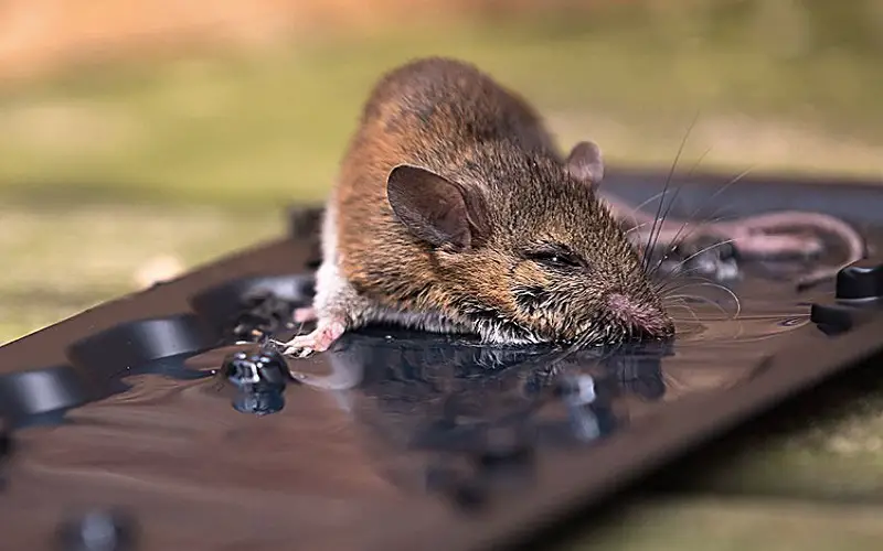 Do Glue Traps Attract Mice