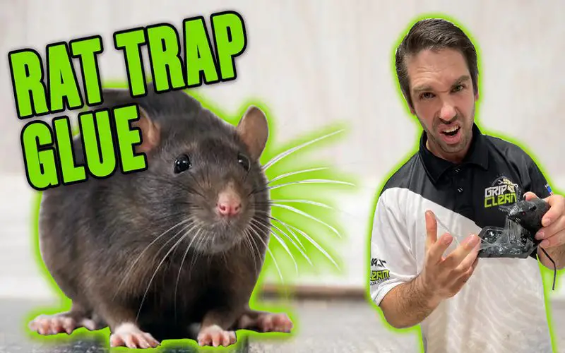 How to Remove Mouse Trap Glue